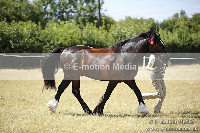 _C7A0124 - In Hand Championship BVRC Show 2018