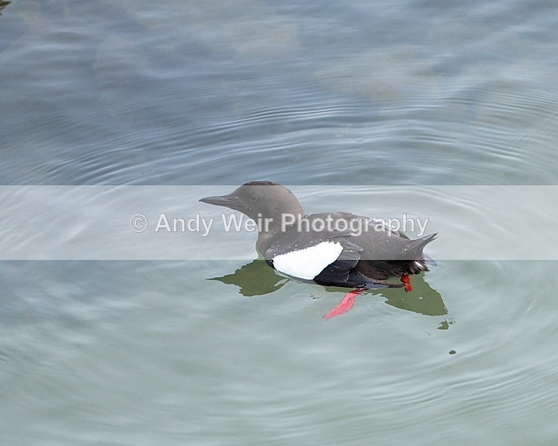 20110614-IMG_4650 - Guillemots