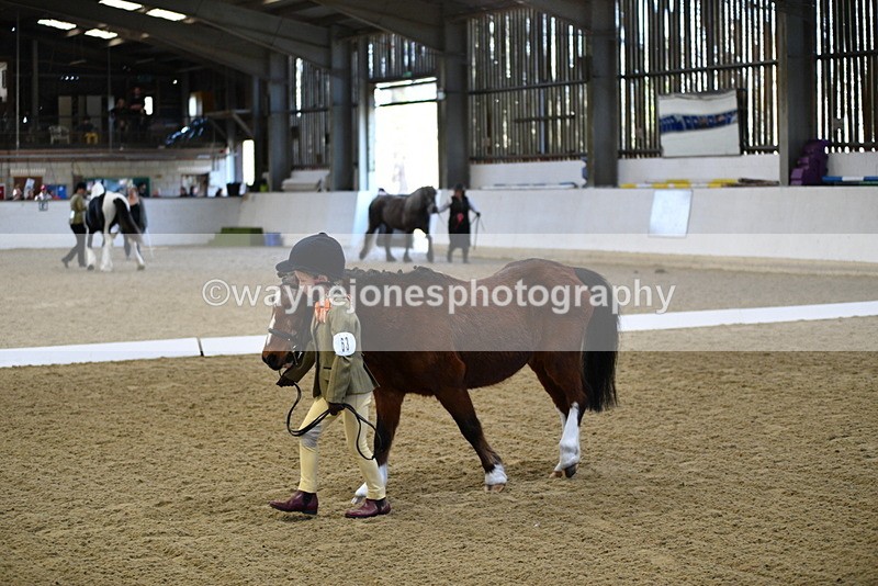 WJ5_3727 - Class 5 In Hand Veterans