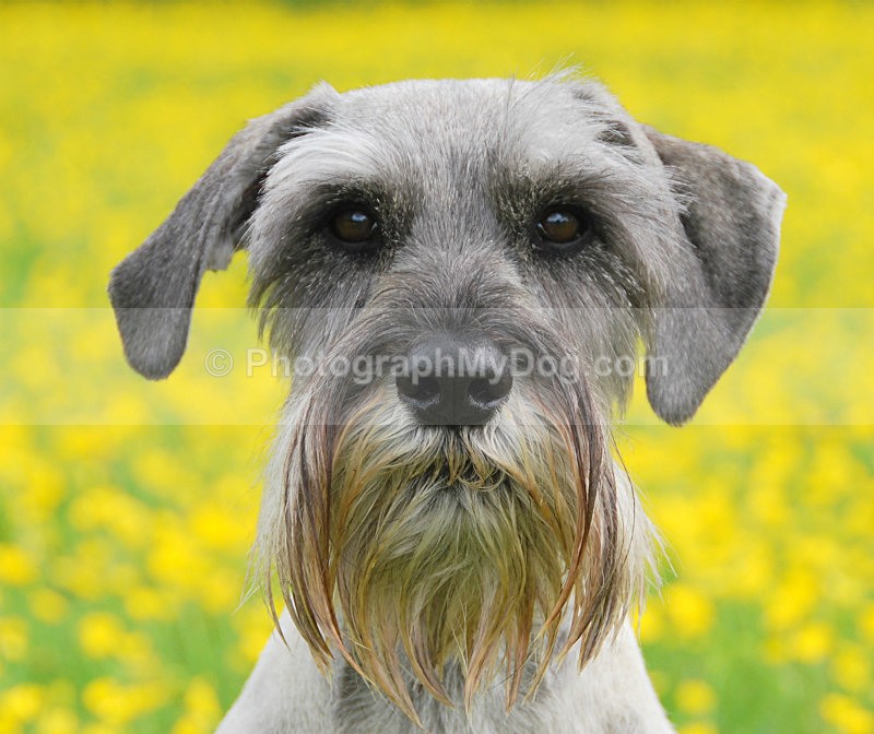  - Schnauzers