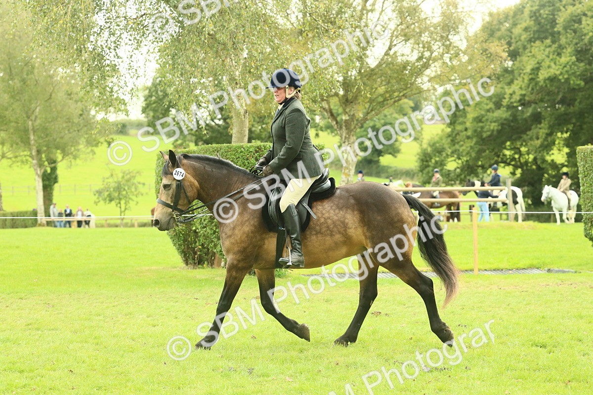 SBM_71949 - S60 - Mountain & Moorland Ridden Large Breeds