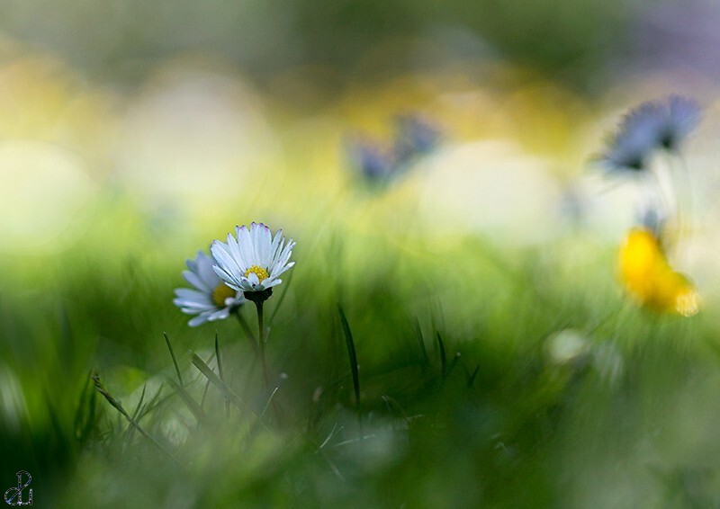 Flower photography by Diana Uzun