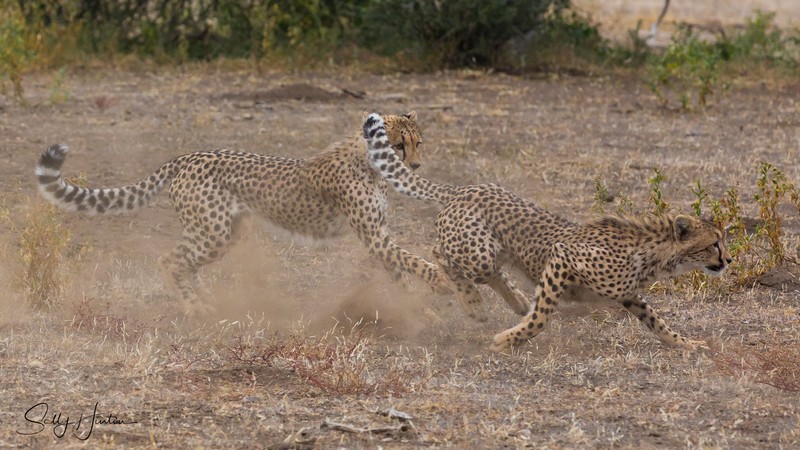 Mashatu Cubs 5