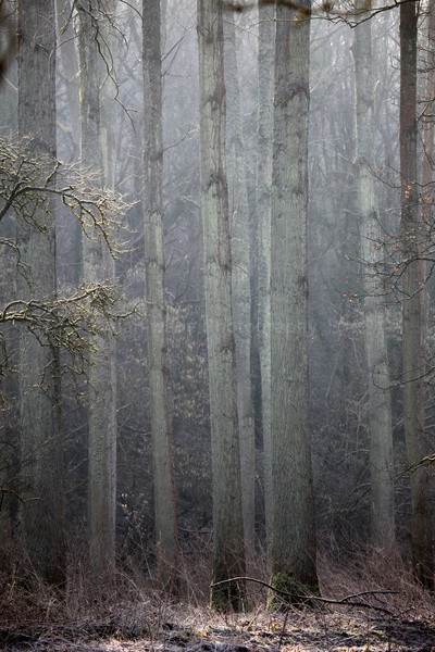 Winter woods  _S165 - Somerset landscape Photography