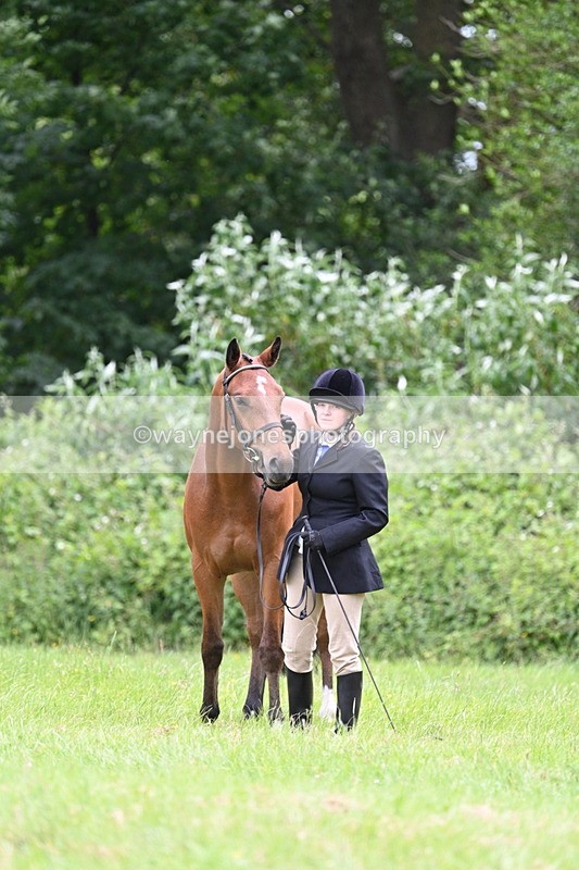 WJ7_3866 - Class 14A Handsome Gelding