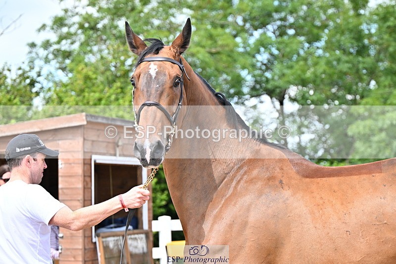 240718A-105247-01167 - Trot Up 12pm to 1pm
