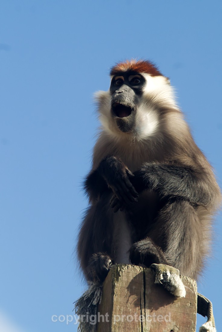 Cherry-crowned Mangabey - Wildlife Vets International