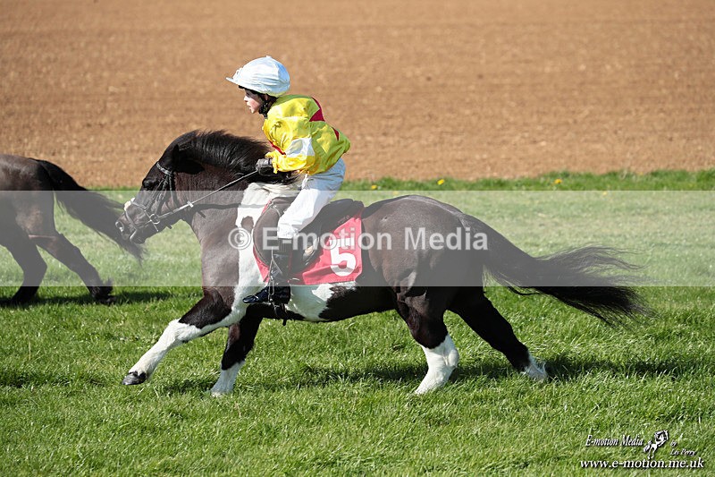 Shet 060426 205 - Shetland Pony Racing Paxford Races Easter Mon 06/04/26