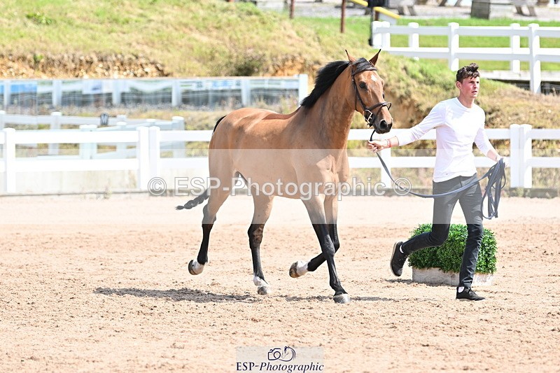 240717A-151643-02707 - Trot Up 3pm to 4pm