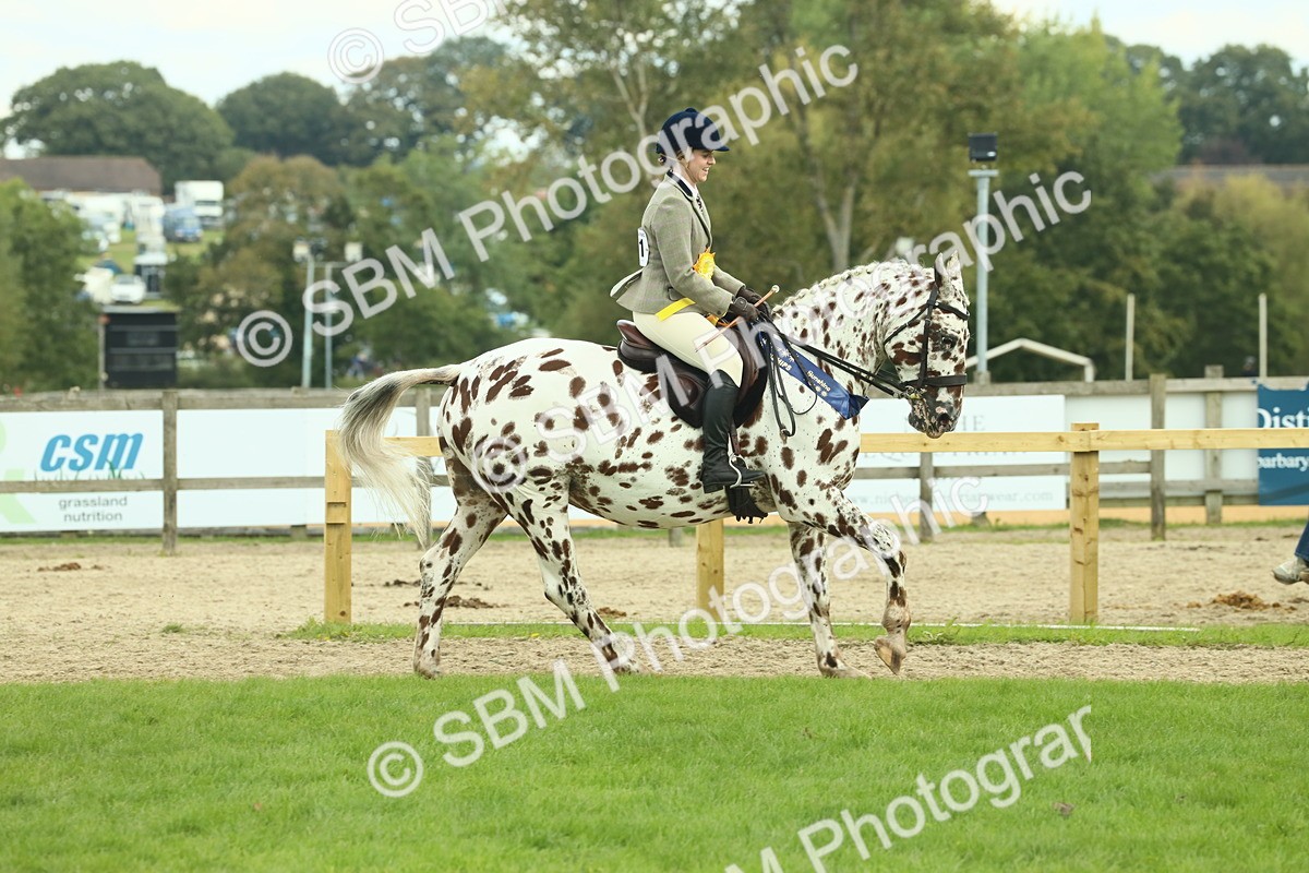 SBM_62565 - S62 - Foreign Breeds Ridden