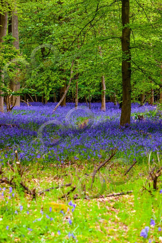 bluebell Hyacinthhoides non-scripta-6726 - Plants and trees