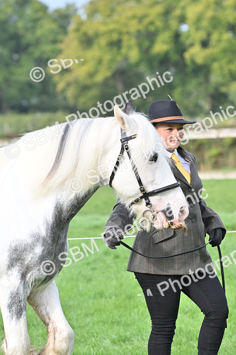 SBM_56853 - S45 - Coloured Pony In Hand