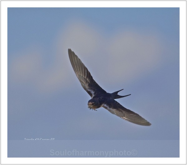 Swallow With Prey - Wildlife Wildlife