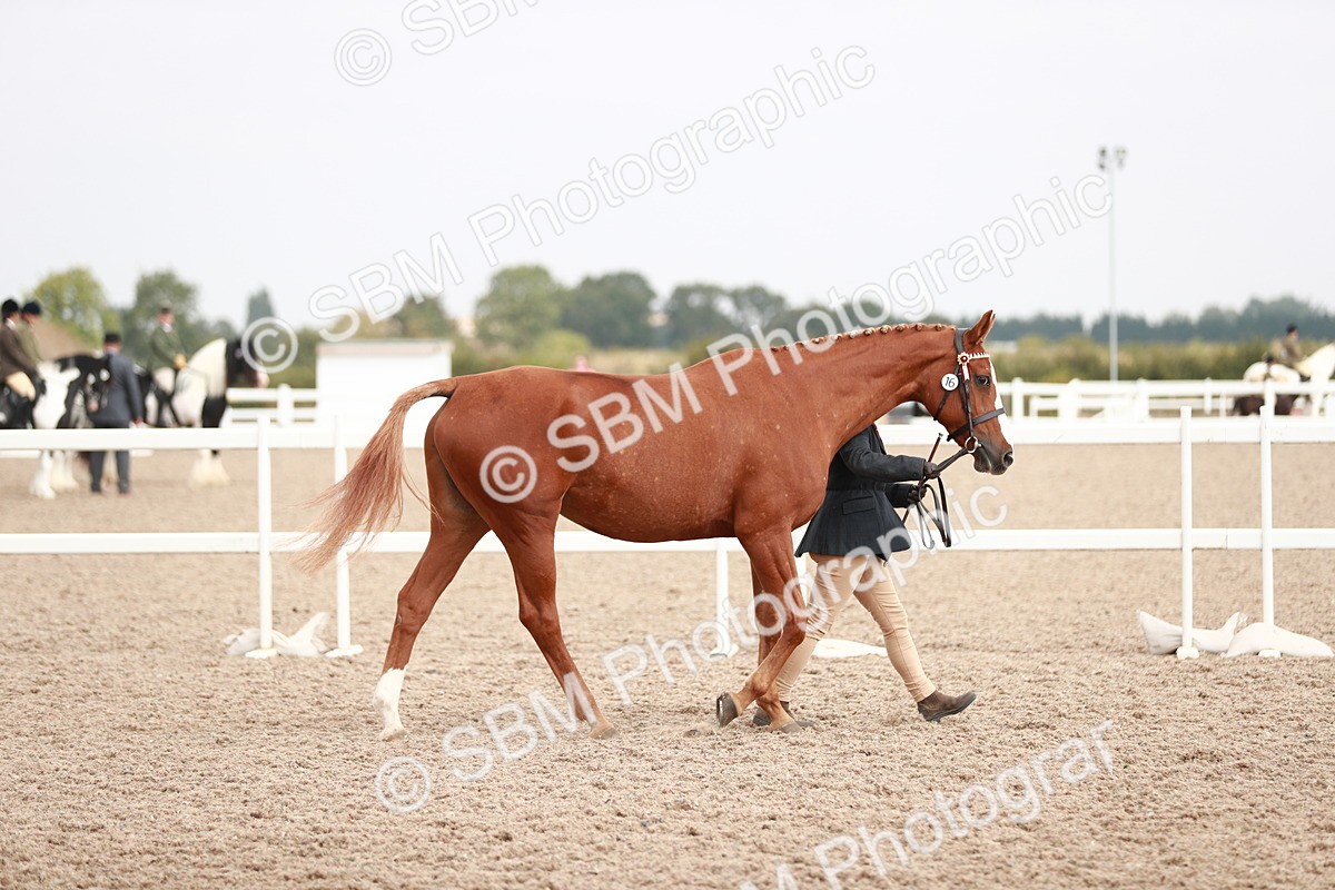SBM_13139 - Class 208 IH Veteran Horse