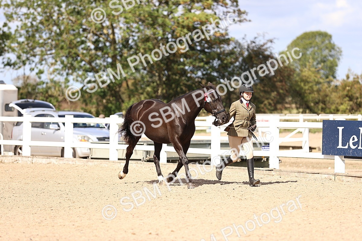 SBM_14266 - Class 411 - Prettiest Mare (IH OR Ridden) Adult