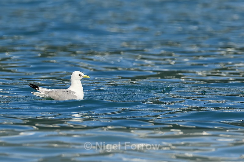 Black-legged Kittiwake on water, Prince William Sound, Alaska - Black-legged Kittiwake