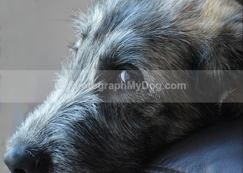 - Irish Wolfhound