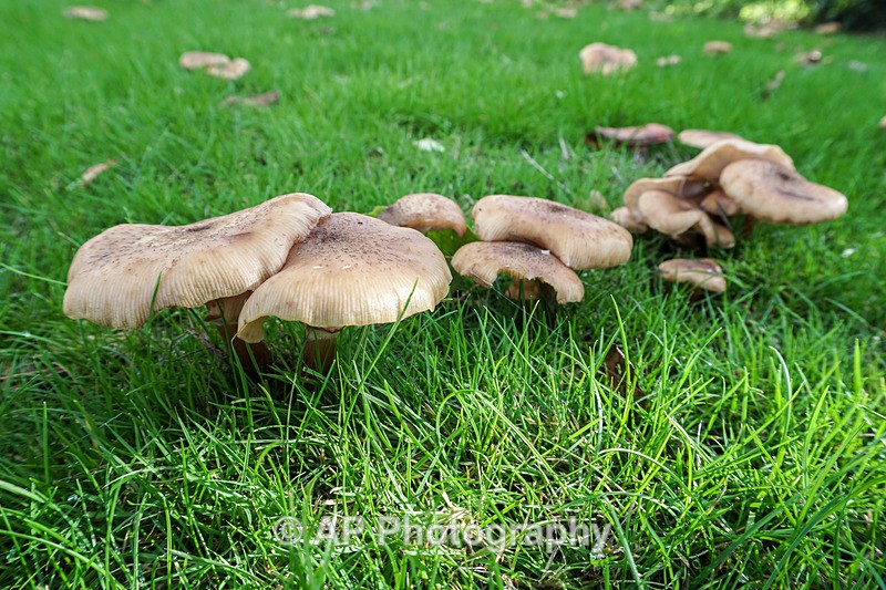 Armillaria mellea - (Honey fungus) - ACP04845-1 - Fungi