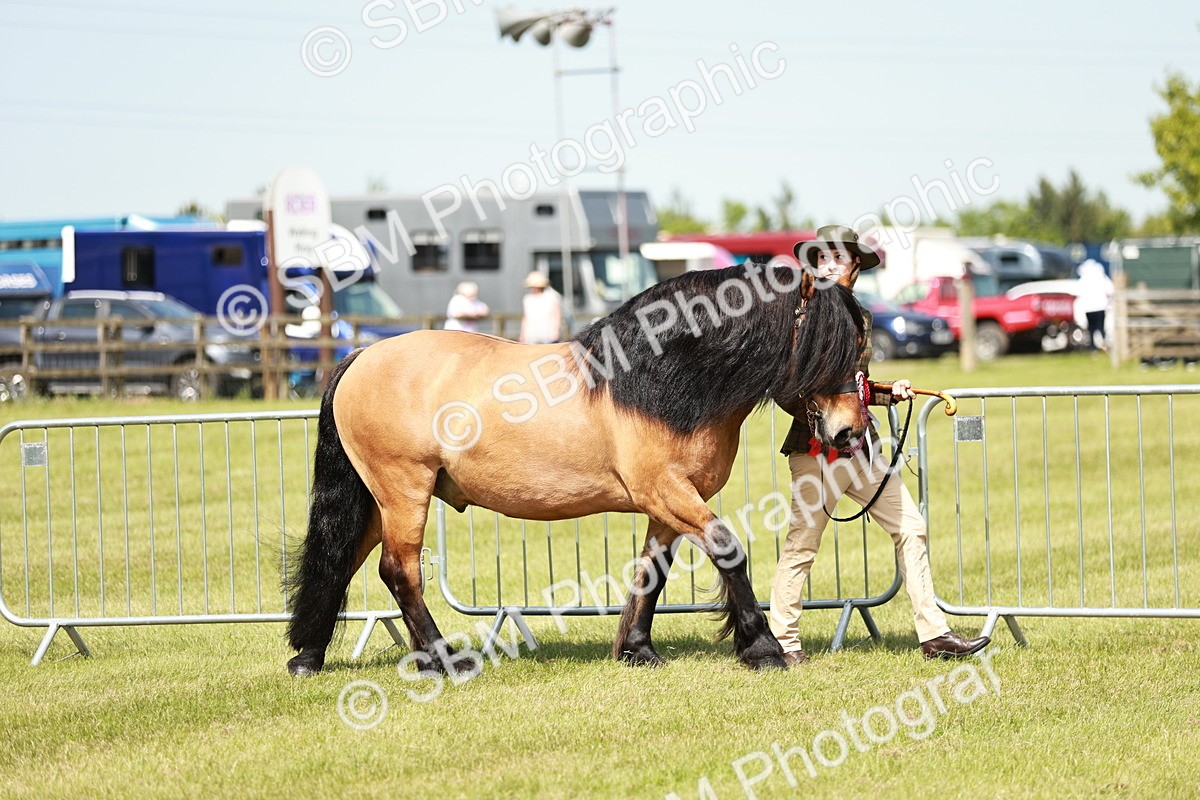 SBM_02477 - Class 14-23 - Mountain & Moorland In Hand Non Welsh