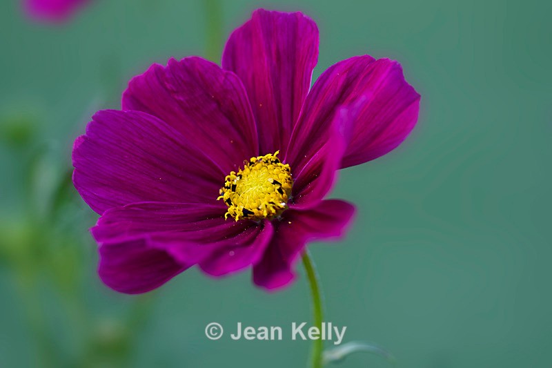 Flower Cosmos - DSC_4385_00054 - Purple