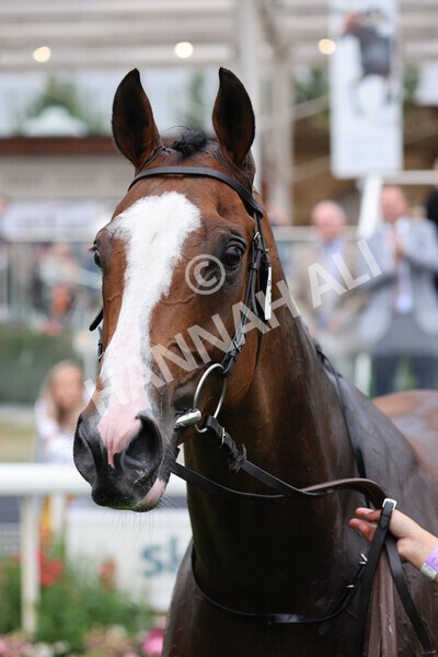 yr22072022r6-43 - Race 6 7.50pm Gallop Racing Stakes