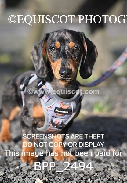 BPP_2494 - CLASS 9 FRI  1.05m Amateur Championship Qualifier
