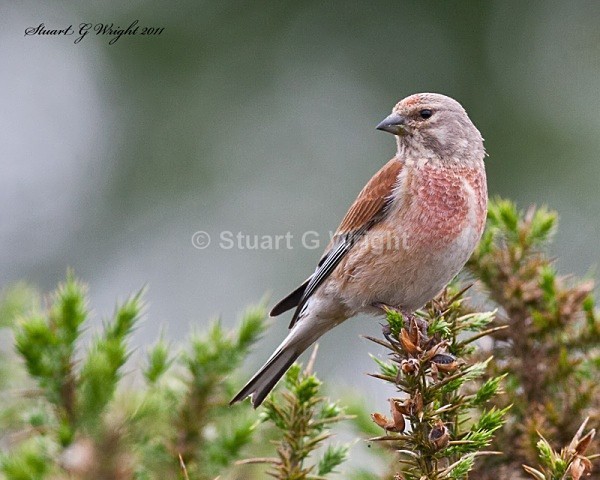 306 - All other Birds