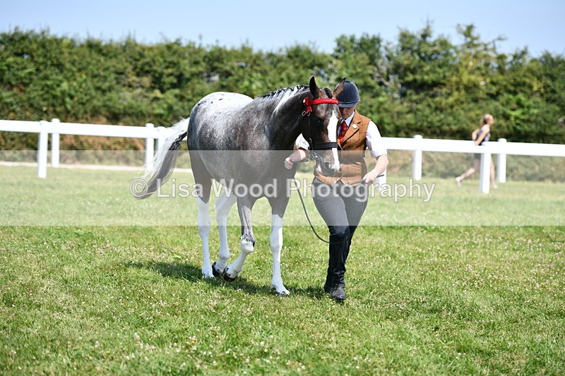 DSC_7532 - Class 63: Coloured Horse Youngstock