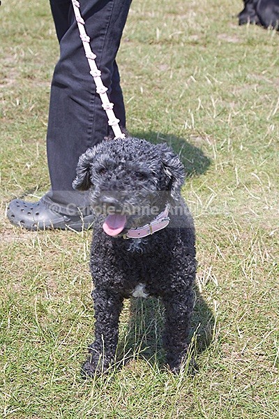  - Spirit of the Dog Funday July 2010