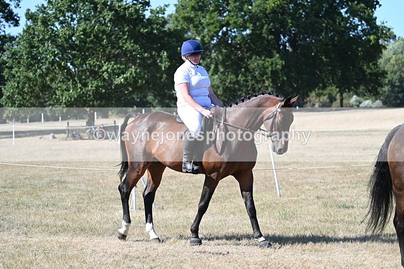 WJ7_1725 - Class 42 Most Handsome Gelding