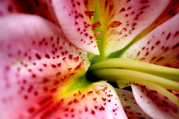 Lilly open_FL031 - Wild Flowers,  plants & Fungus photography, Great Britain