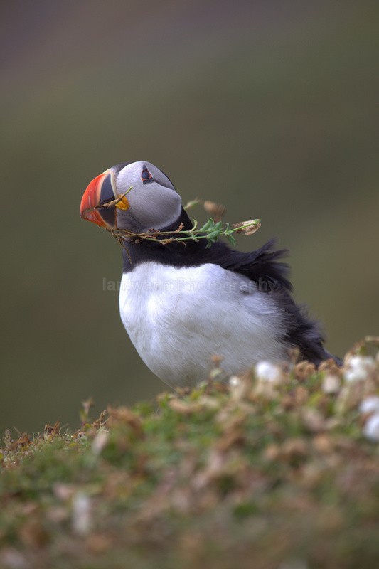 Puffin Skomer Island in Wales - Birds, swans and gulls