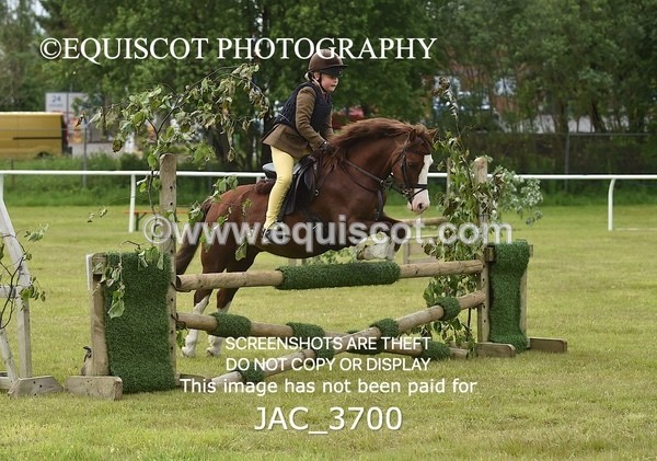 JAC_3700 - 75CM WORKING HUNTER