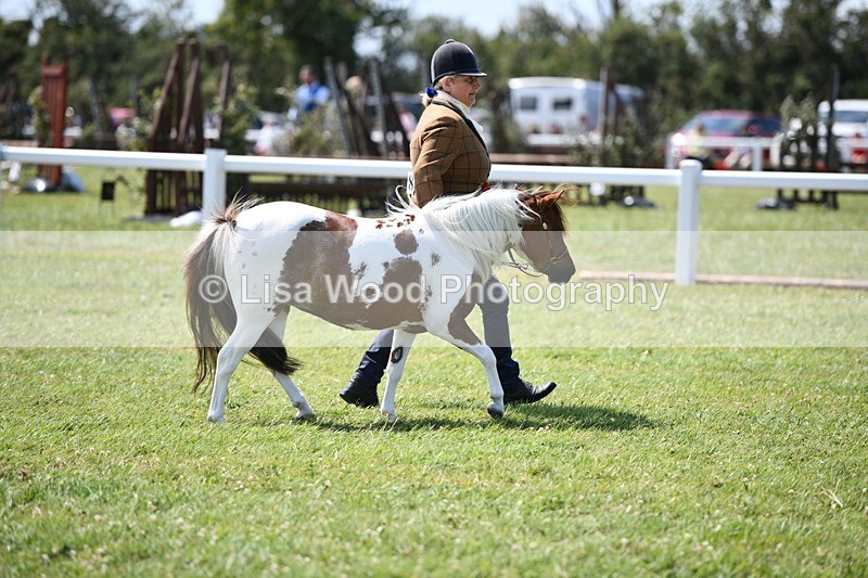 DSC_7929 - Coloured Horse In Hand Championship