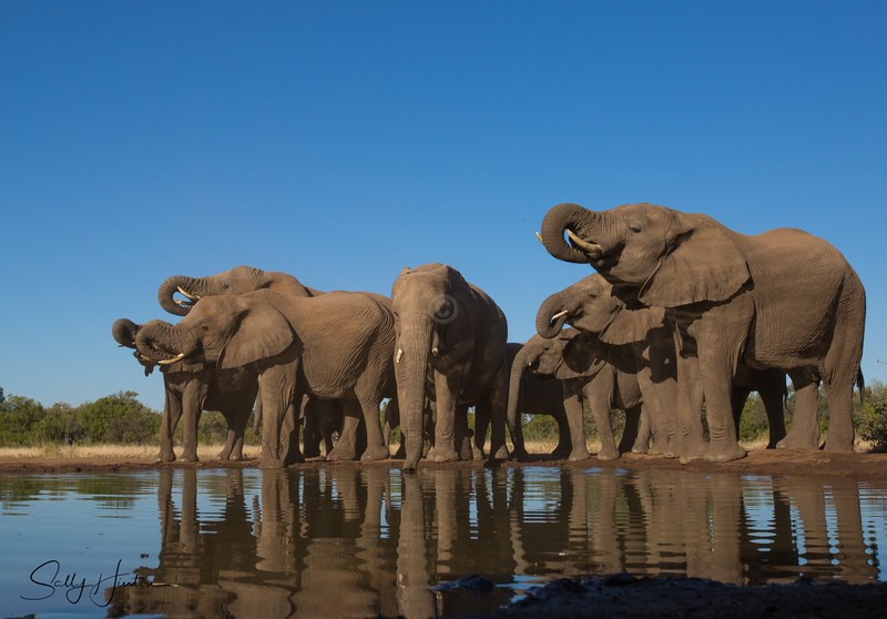 Elephants at Mashatu Hide 2