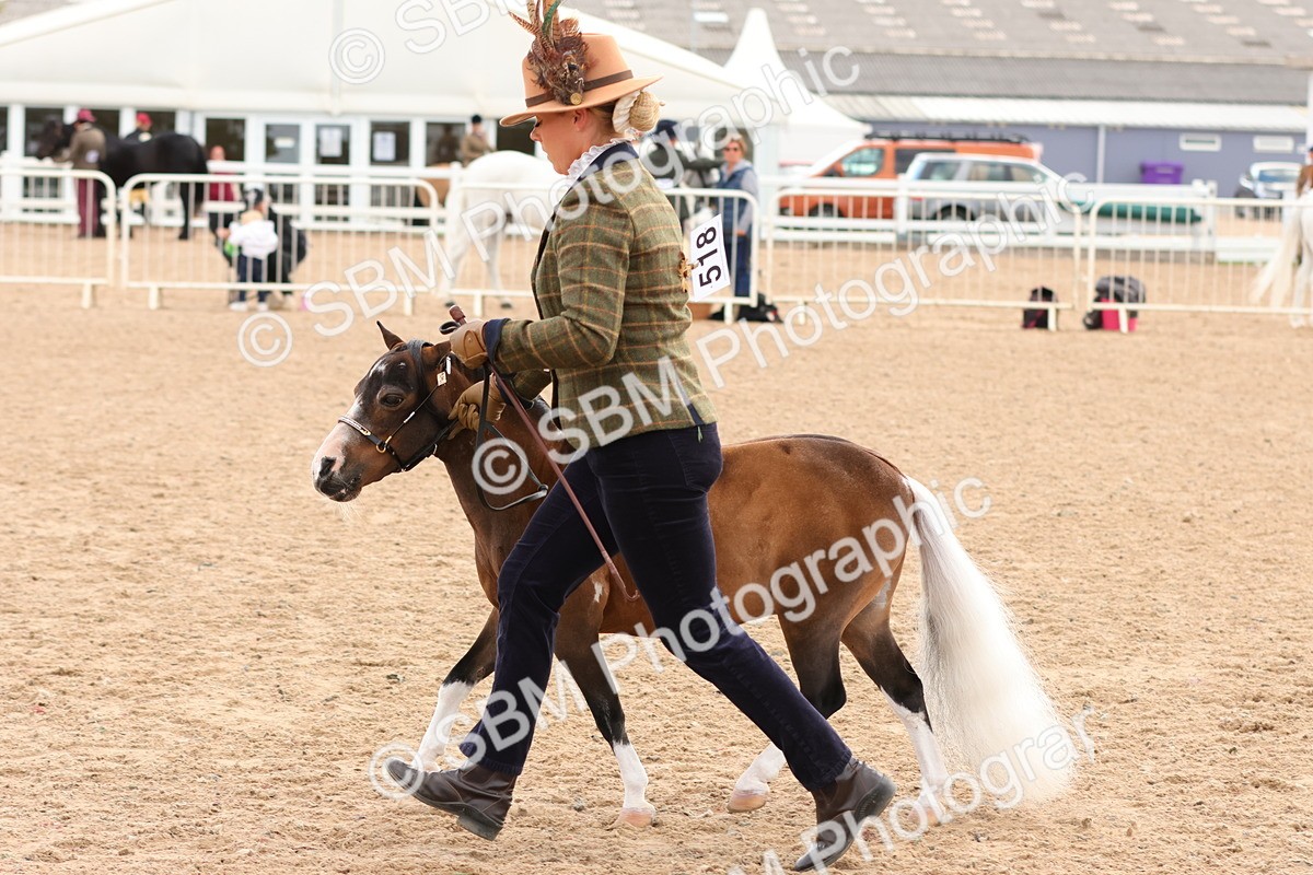 SBM_10327 - Class 206 - IH Non Show Type Pony
