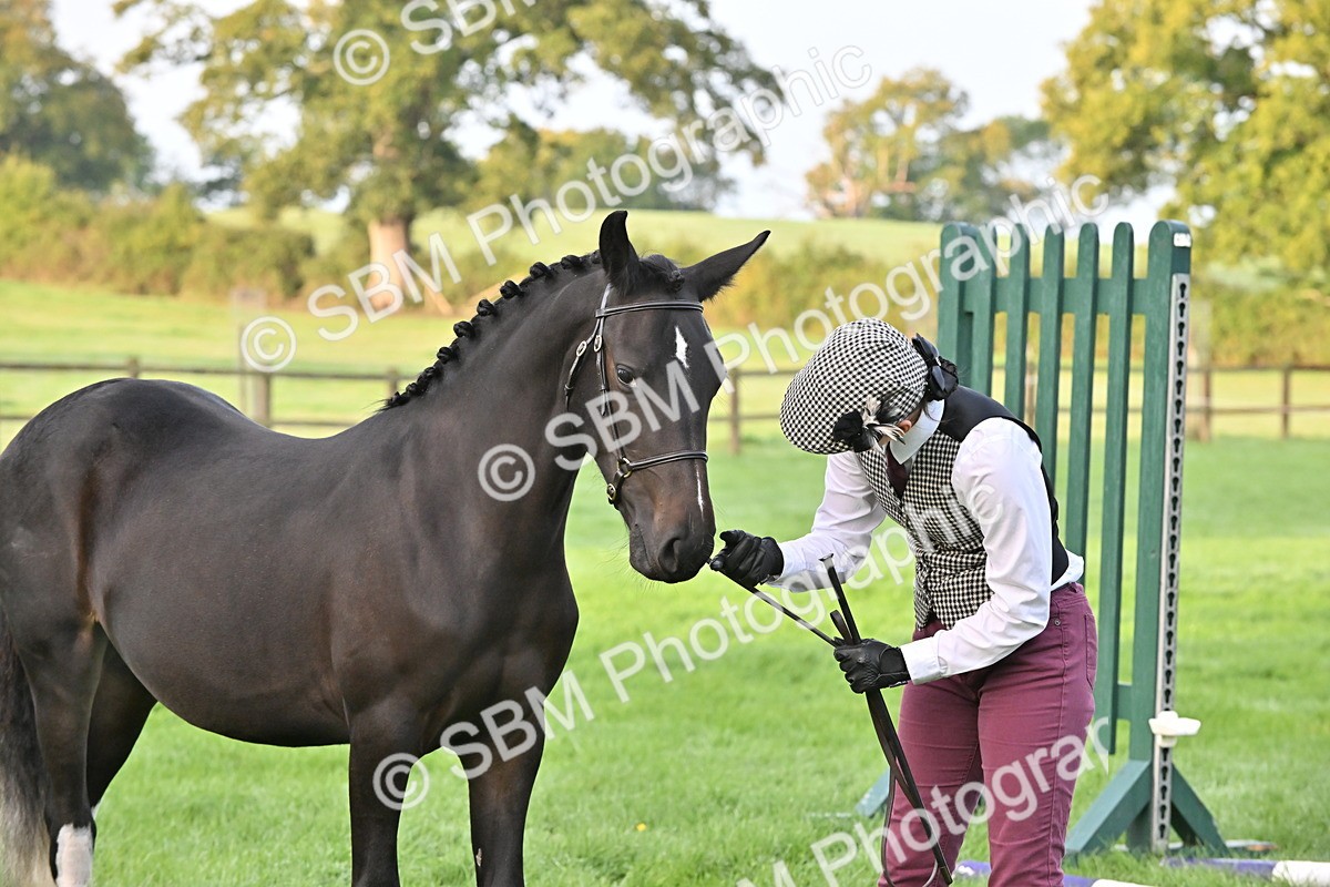 SBM_54615 - S44 - Youngstock In Hand