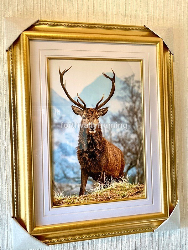  - Scottish Stags- picture