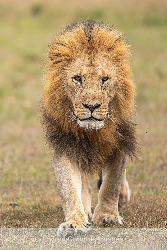 Lion - Mara North ~ Cats