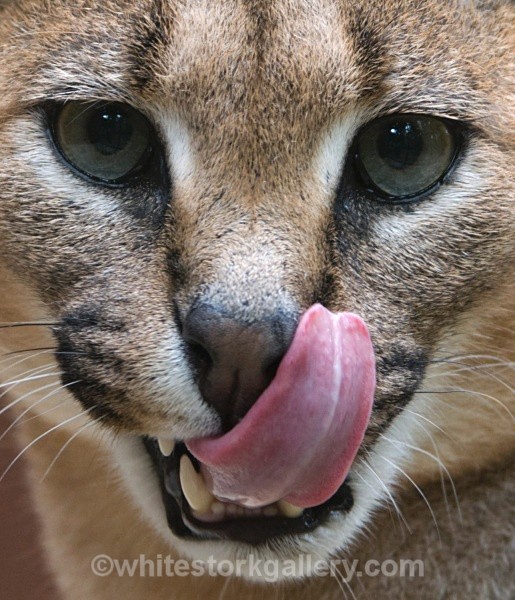 Linx - Wildlife and Animals