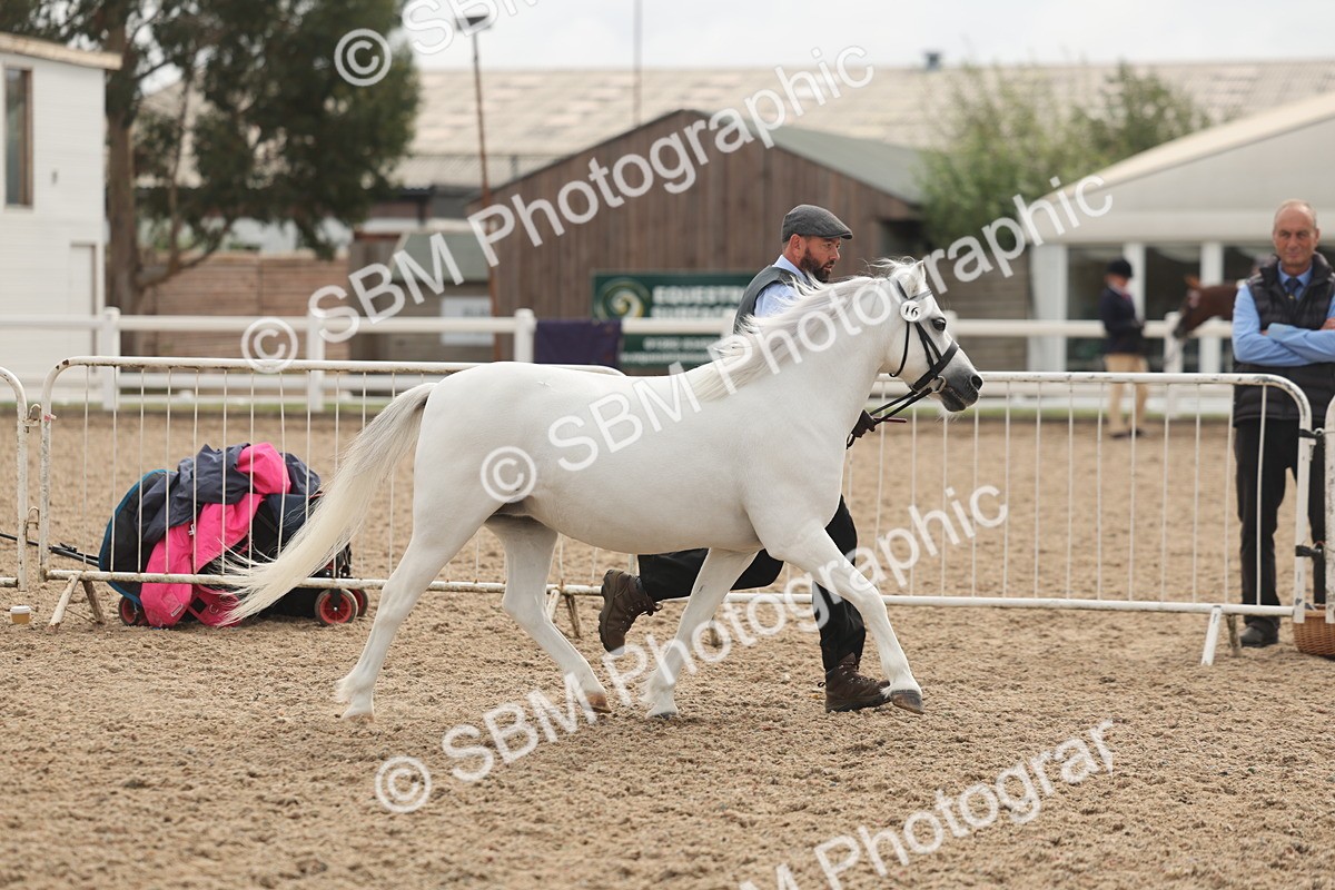 SBM_03190 - Class 16 - IH M&M Wildcard