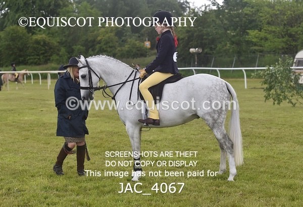 JAC_4067 - 40CM WORKING HUNTER