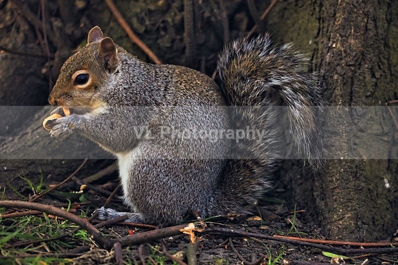 Squirrel 15 - Animals and Birds