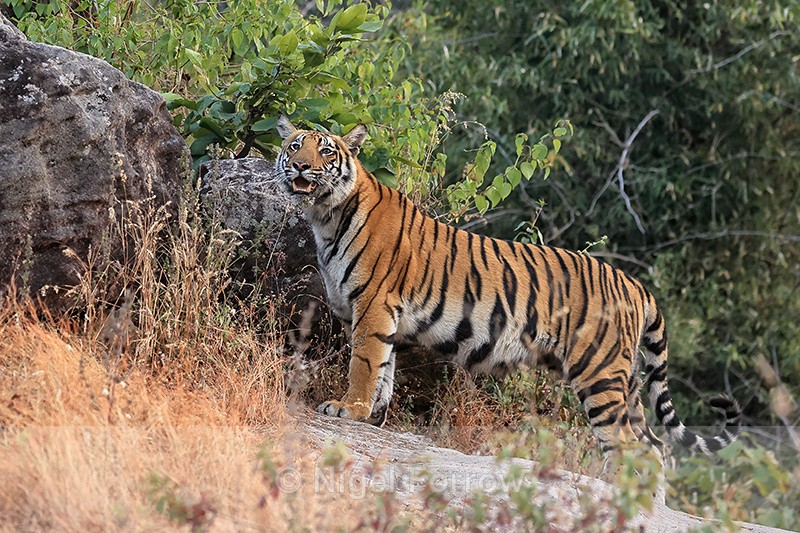 Tiger pauses on rocky slope, Bandhavgarh Reserve, India - Tiger
