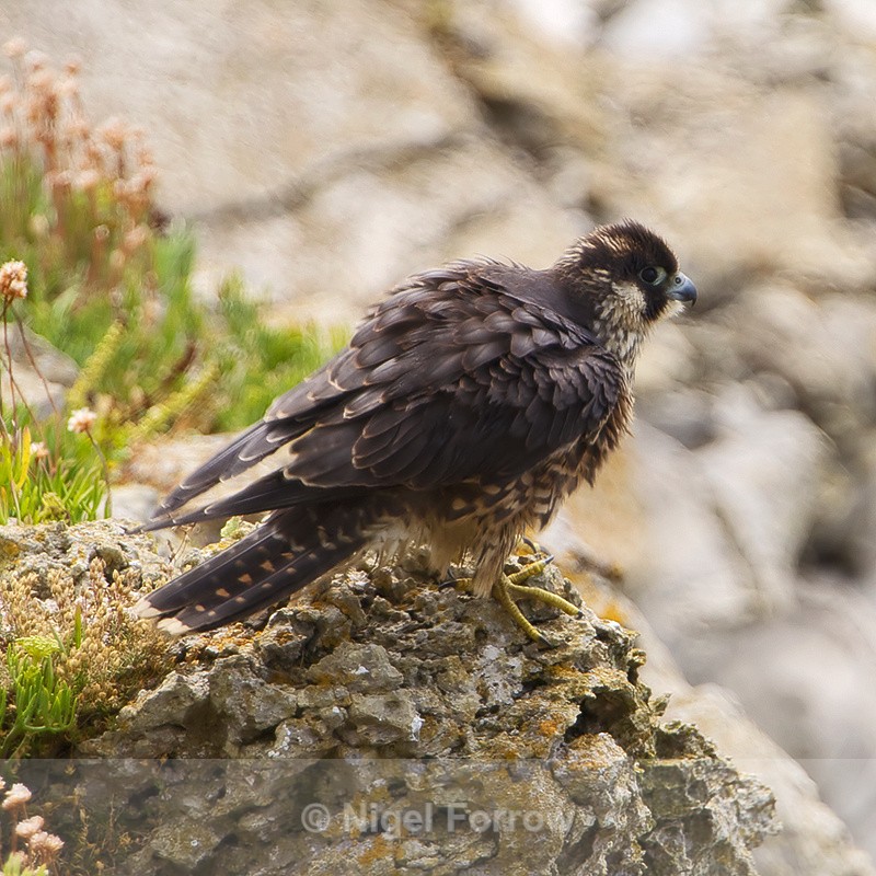 Peregrine (juvenile) ruffling its feathers - Peregrine Falcon