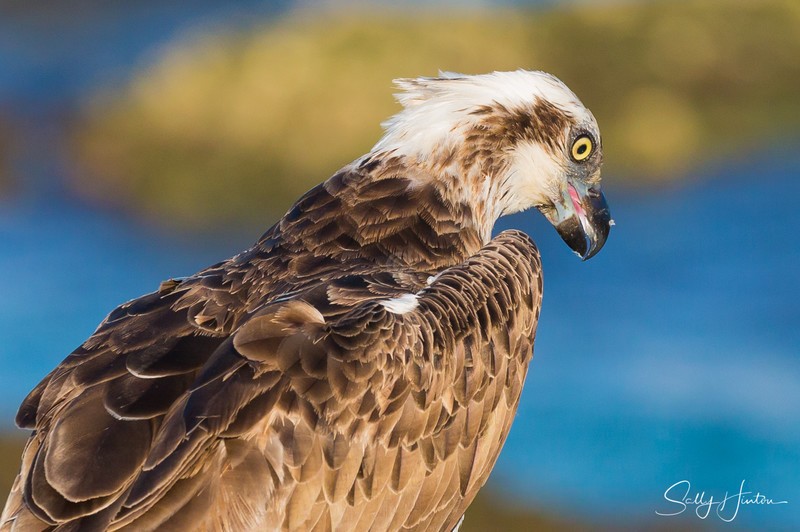 Osprey with Luderick 16