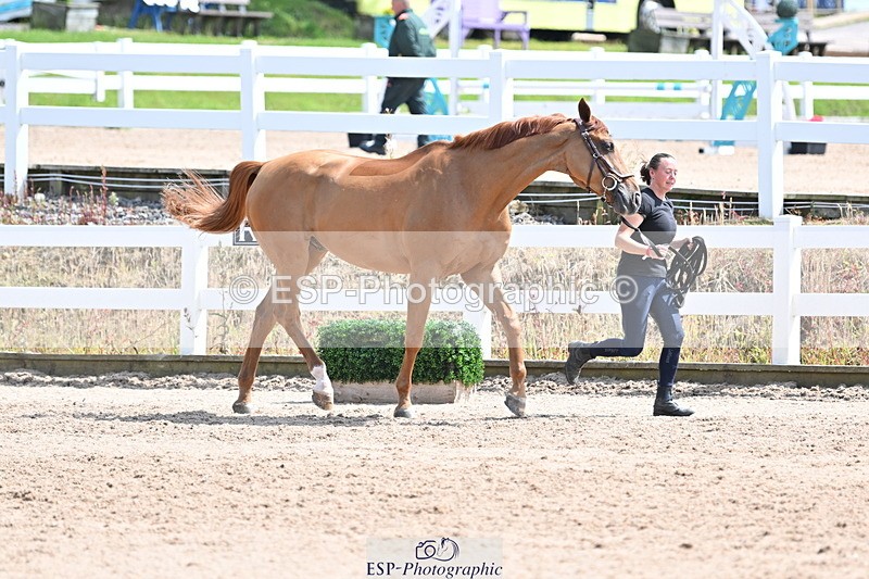 240717A-145313-02371 - Trot Up 2pm to 3pm - This folder is not in time order
