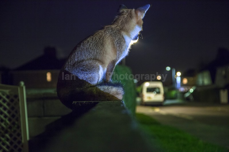 Resting on a Bristol wall checking its territory out in an street - Urban Foxes, Bristol, Great Britain