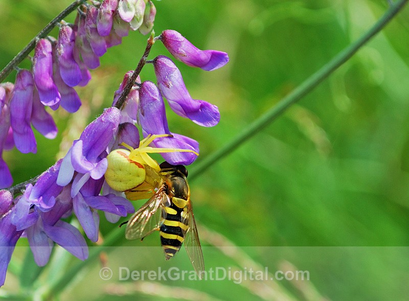 Goldenrod Crab Spider (yellow form) - Spiders of Atlantic Canada