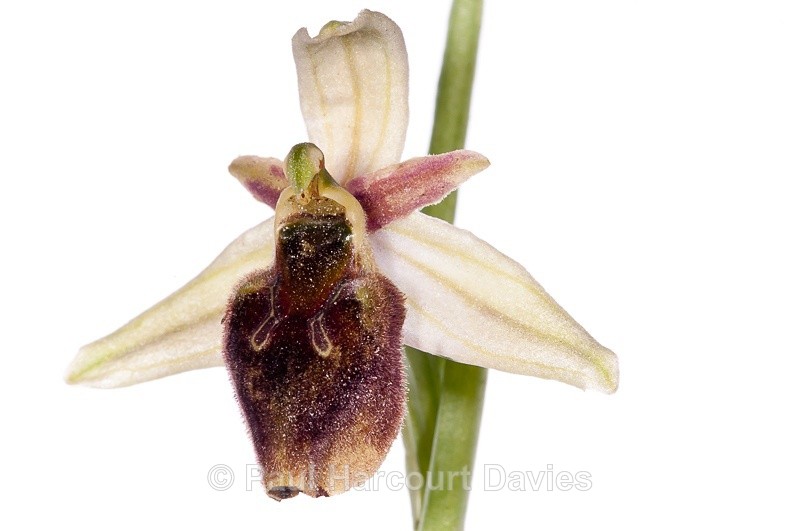  - WB: Orchids - Ophrys